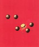 MALTESERS